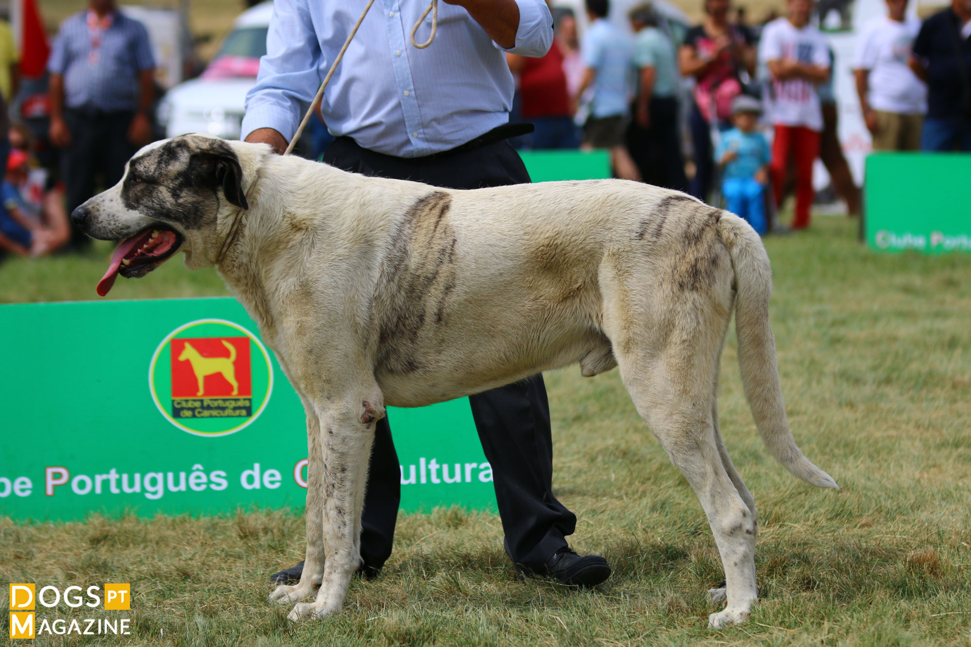 C O DE GADO TRANSMONTANO Dogs ptmagazine C O DE GADO TRANSMONTANO Dogs ptmagazine