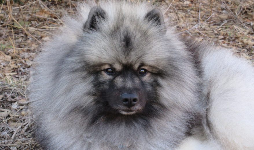 Spitz Alemão Lobo – dogs-ptmagazine