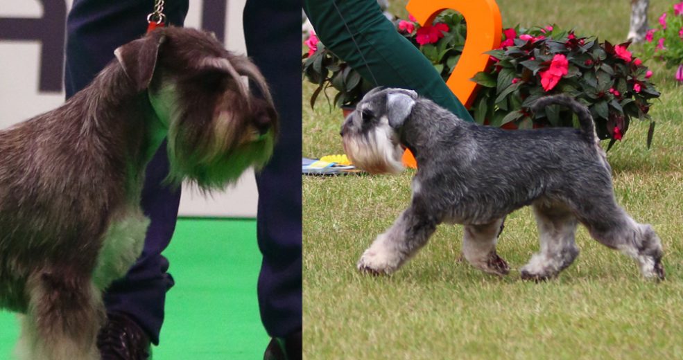 As cores do Schnauzer Miniatura – dogs-ptmagazine