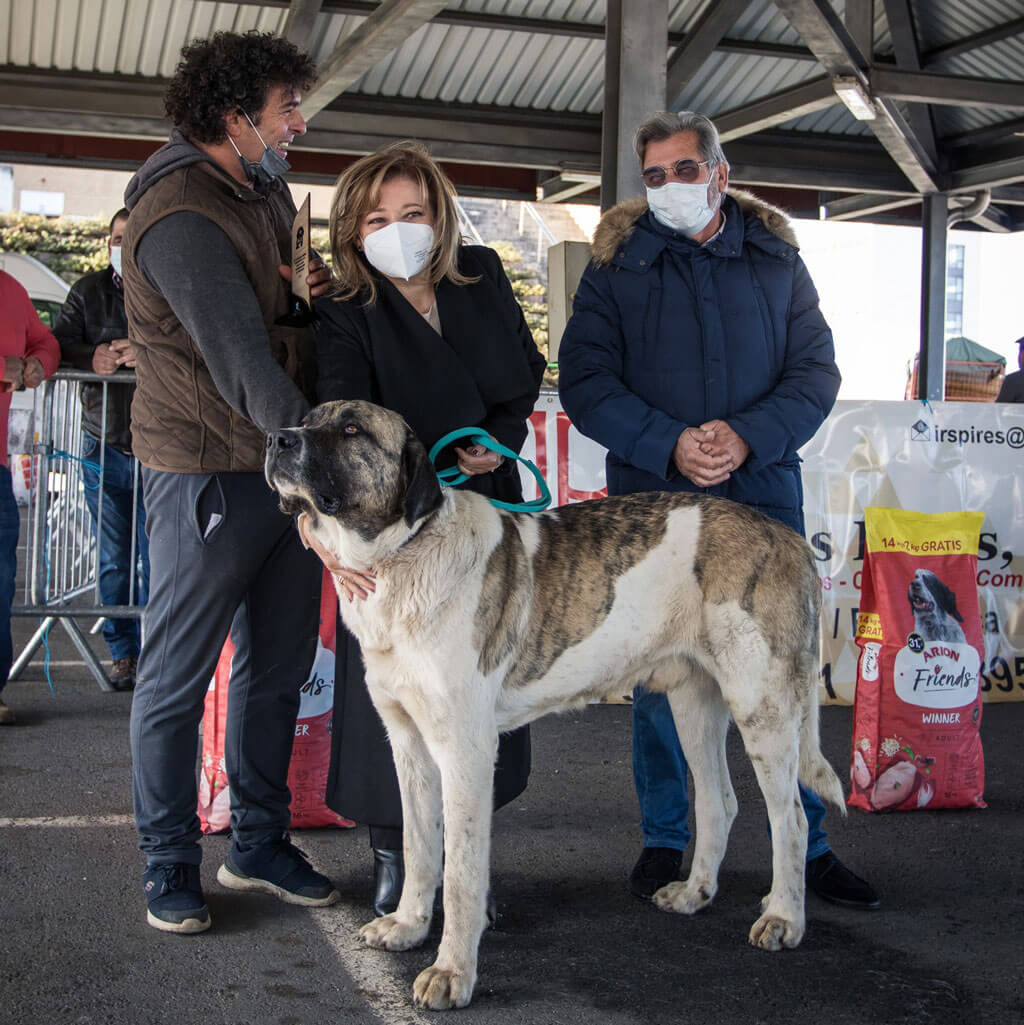 15 Monogr fica Do C o De Gado Transmontano Dogs ptmagazine 15 Monogr fica Do C o De Gado Transmontano Dogs ptmagazine