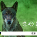 reciclar ajudar lobo iberico