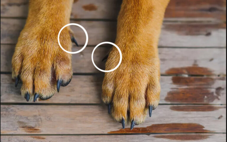 Quantos dedos tem um cão? – dogs-ptmagazine